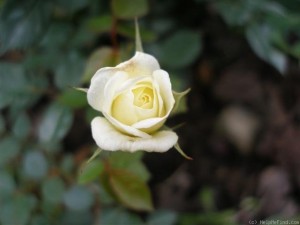 POUR TOI (miniature)